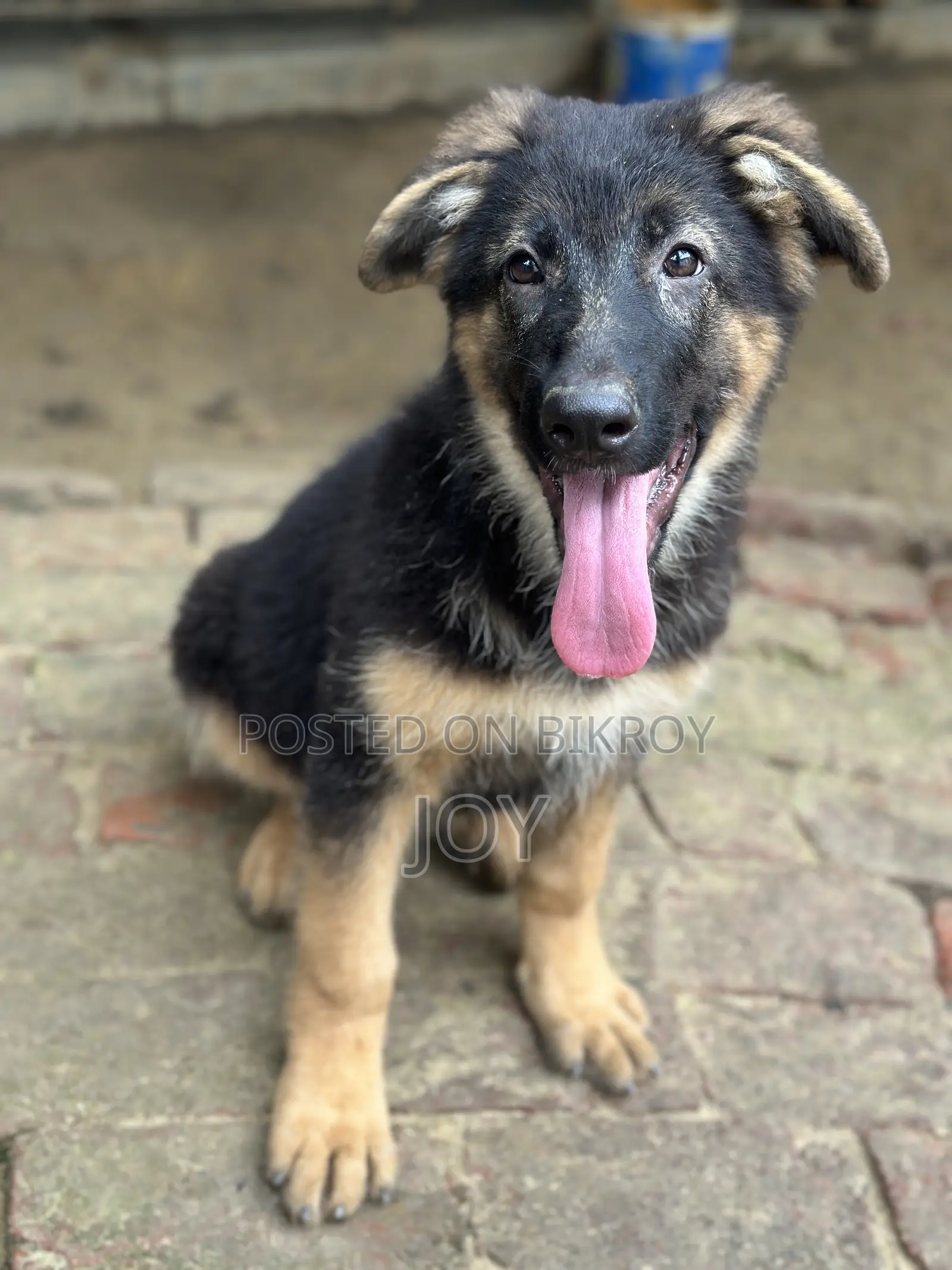 1-3 months Male Purebred German Shepherd
