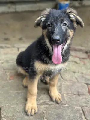 1-3 months Male Purebred German Shepherd