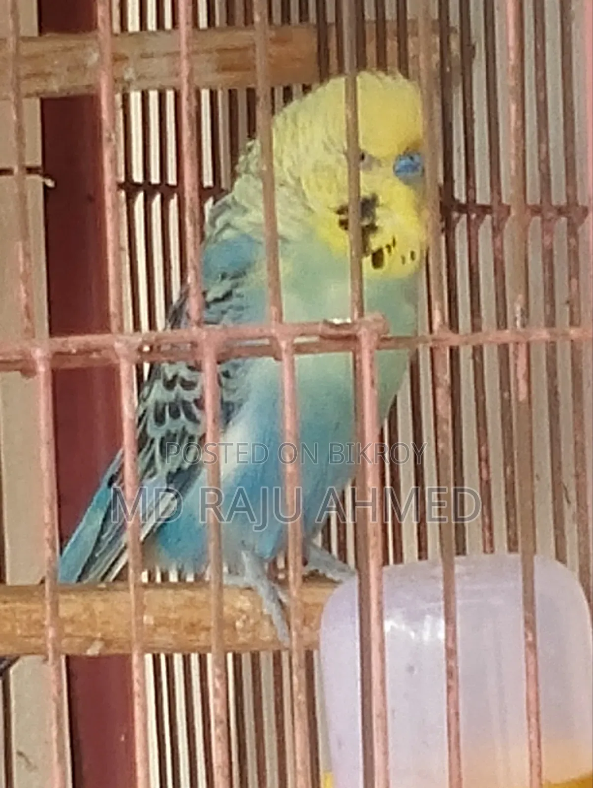 ইংলিশ বাজারিগার