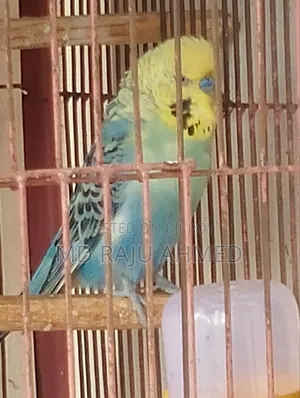 ইংলিশ বাজারিগার