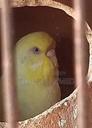 ইংলিশ বাজারিগার