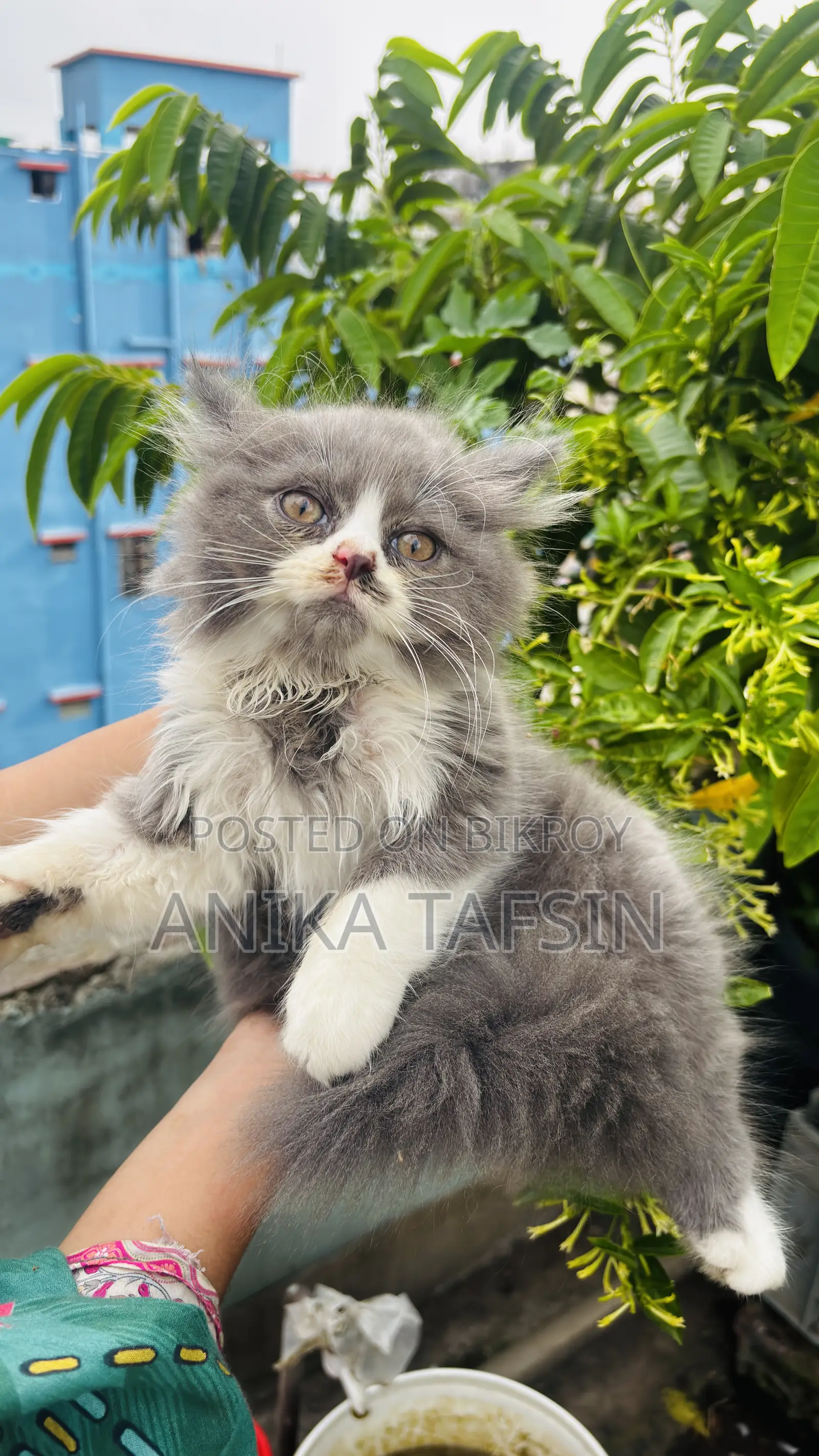 1-3 Months Male Purebred Persian