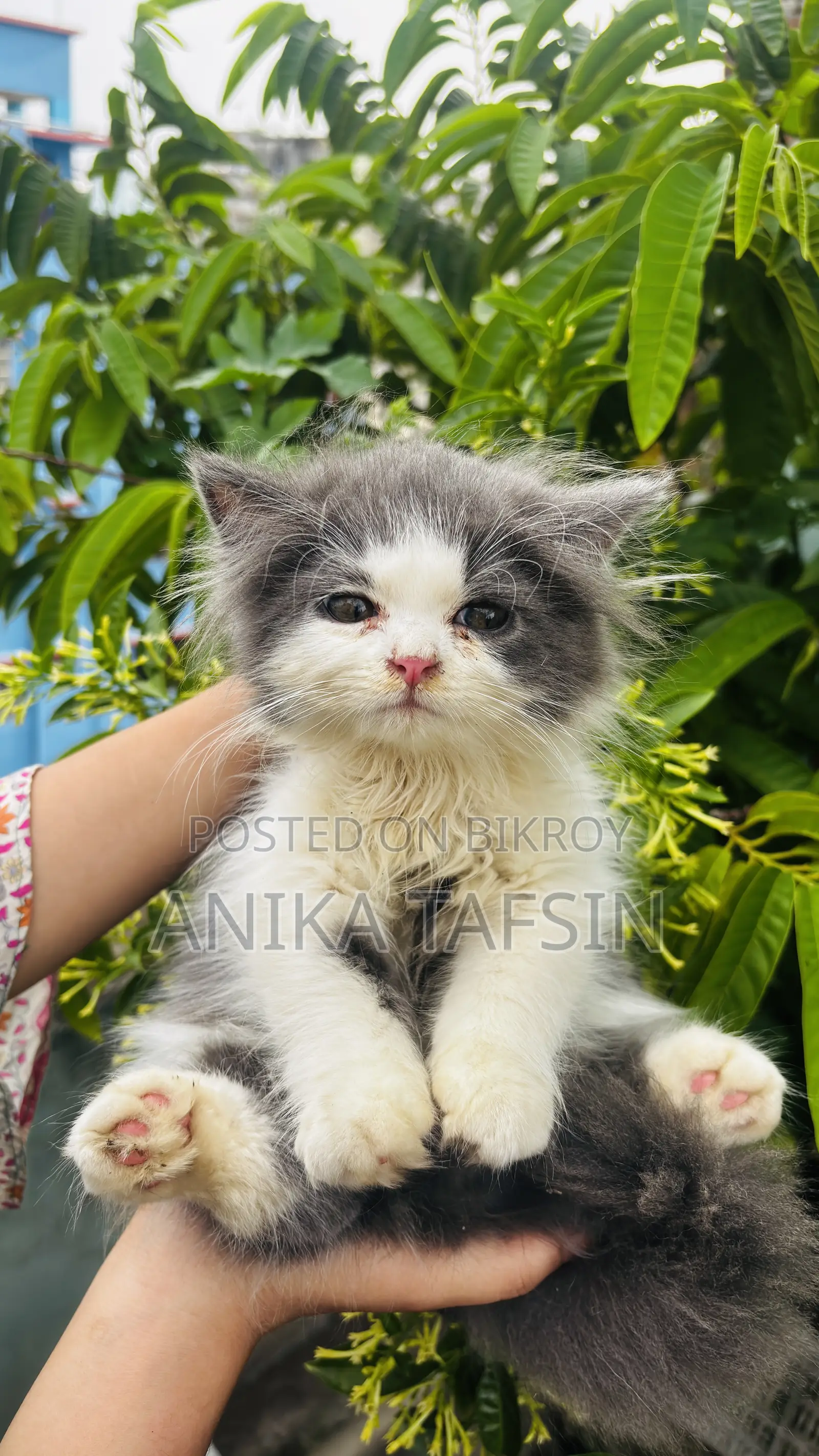 1-3 Months Male Purebred Persian