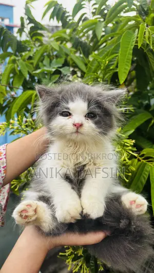 1-3 Months Male Purebred Persian