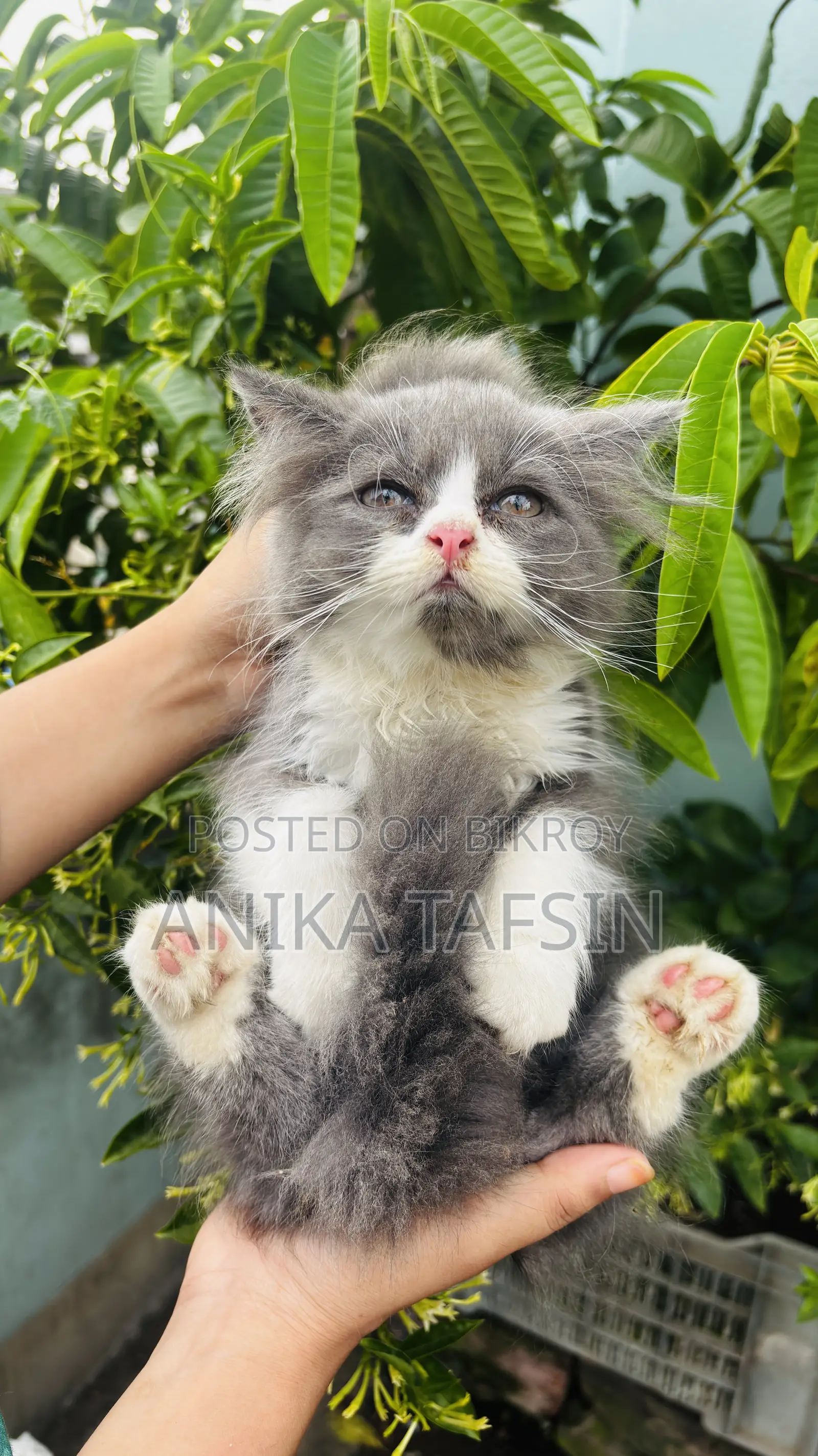 1-3 Months Male Purebred Persian