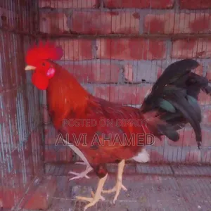 Deshi Pahari Morog