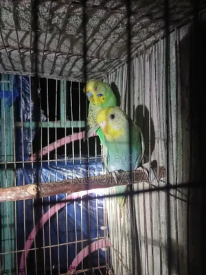 Rainbow Budgerigar Bird