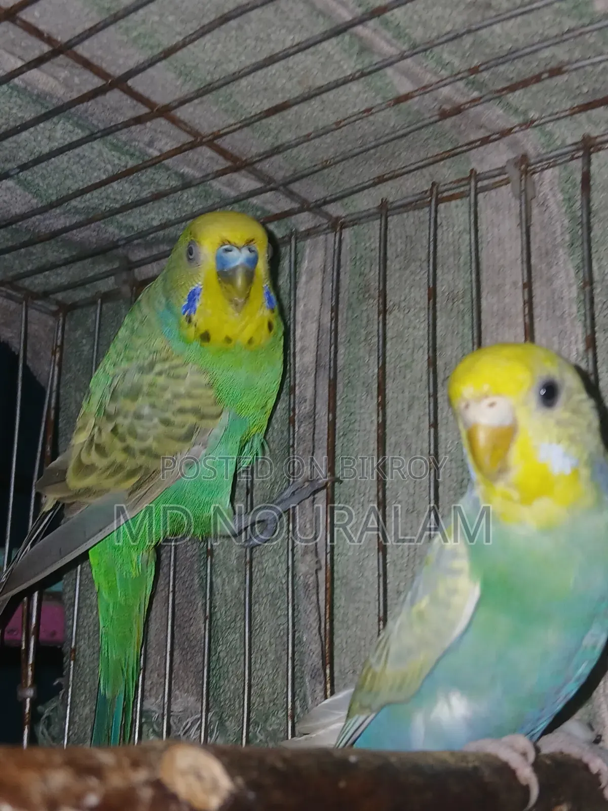 Rainbow Budgerigar Bird