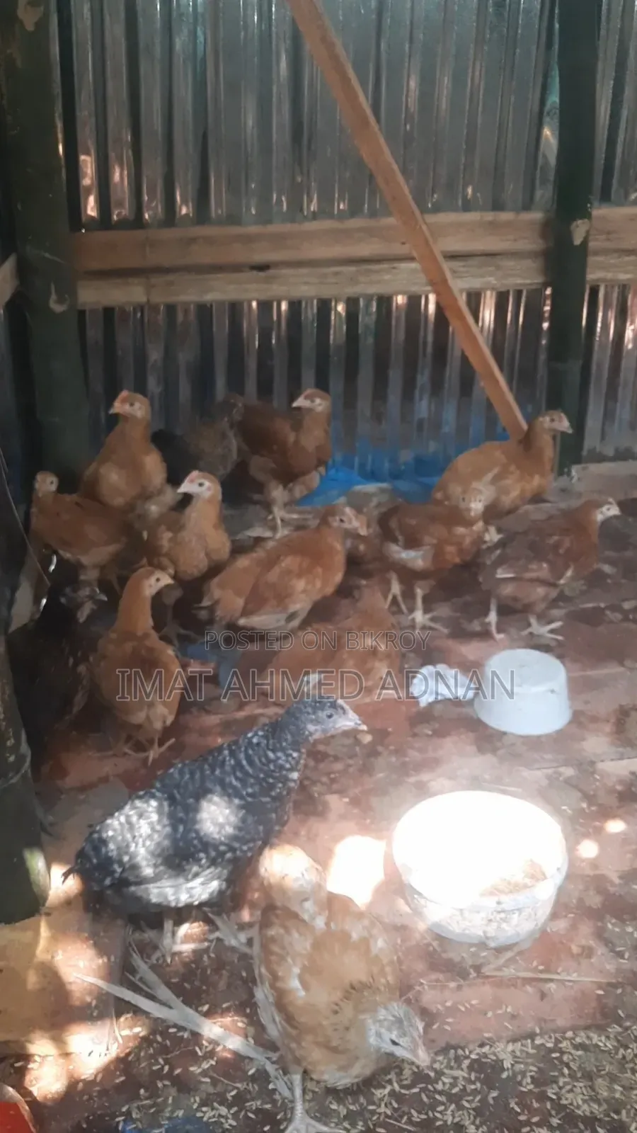 Tiger Rooster 1 month 10 days