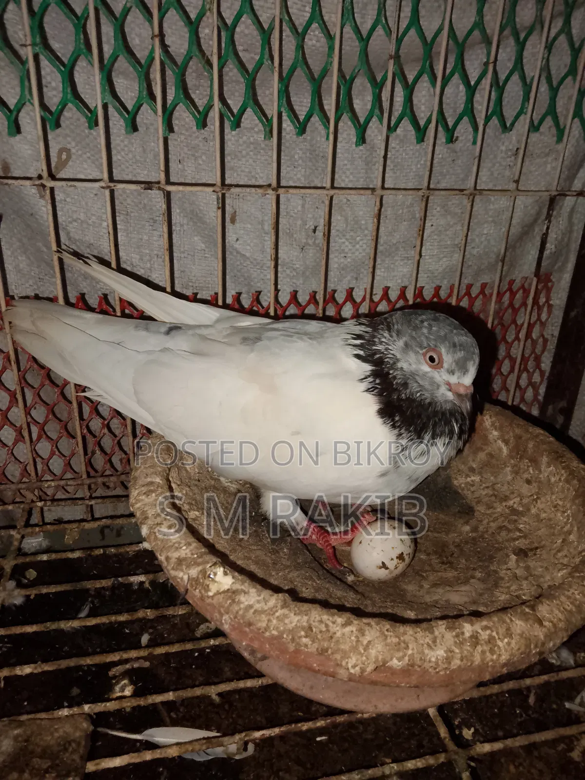 A pair of running Giribaz pigeons for sale