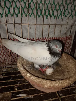 A pair of running Giribaz pigeons for sale