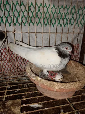 A pair of running Giribaz pigeons for sale