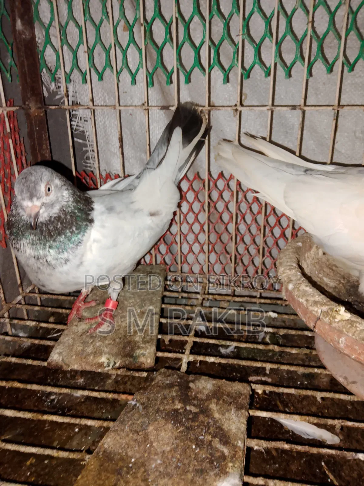 A pair of running Giribaz pigeons for sale