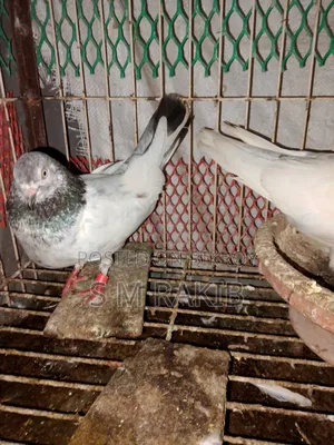 A pair of running Giribaz pigeons for sale