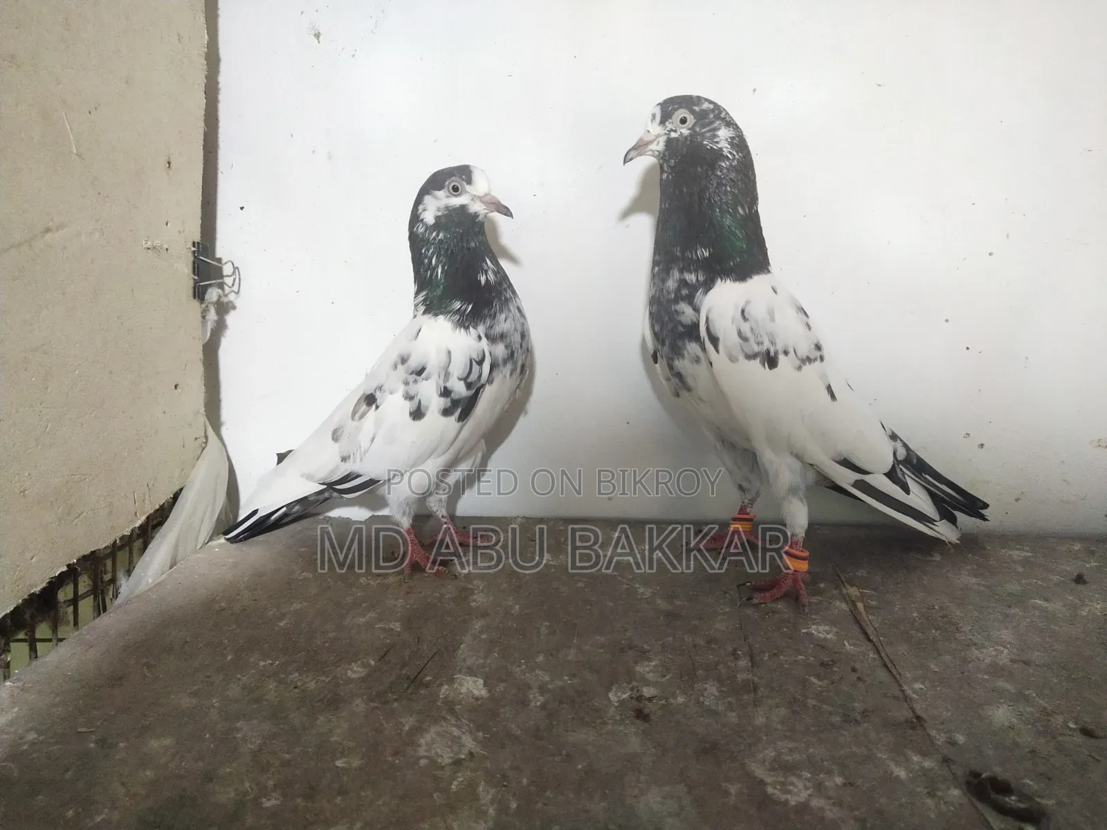 Teddy 128 Pigeon