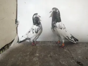 Teddy 128 Pigeon