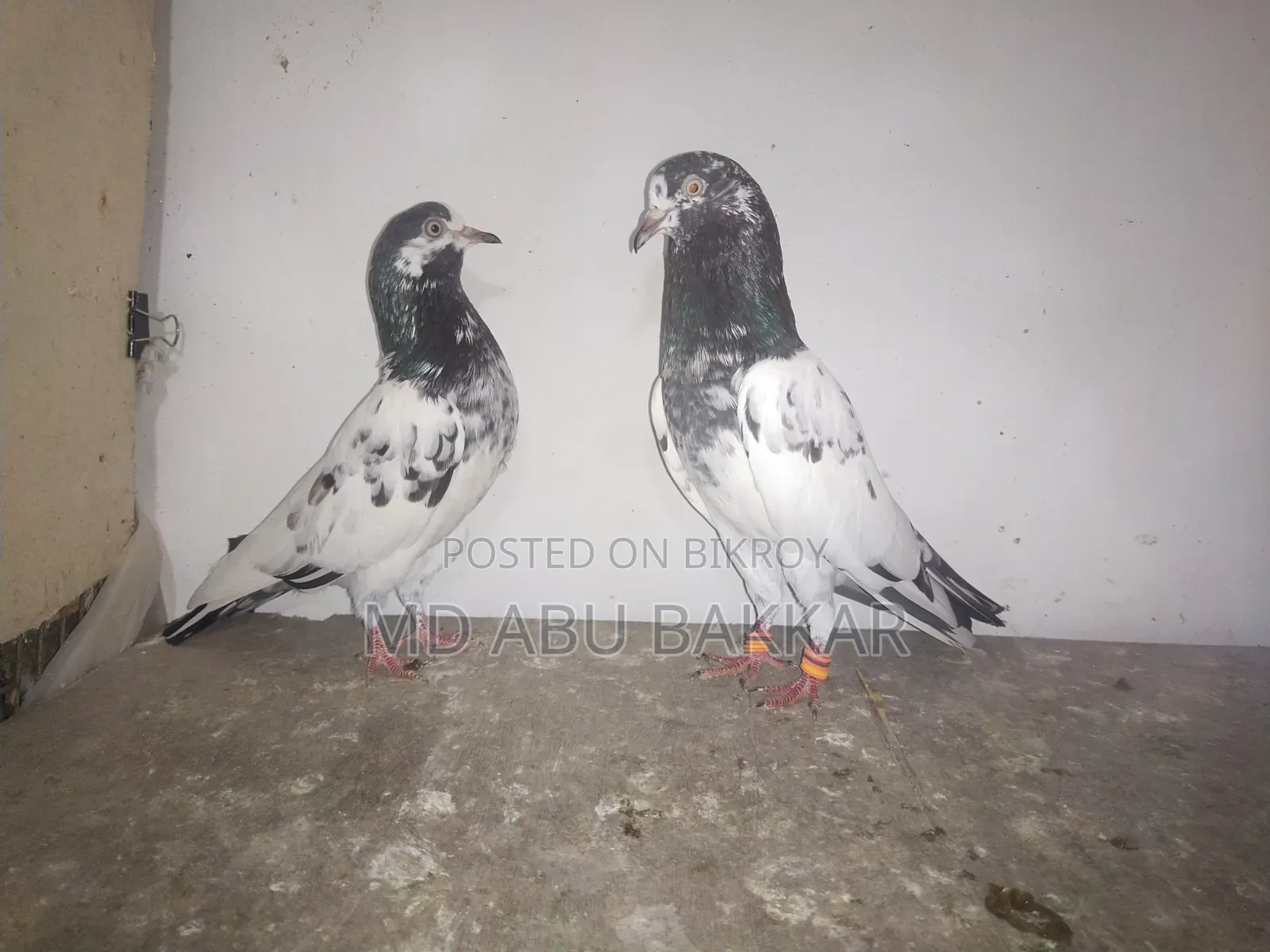 Teddy 128 Pigeon