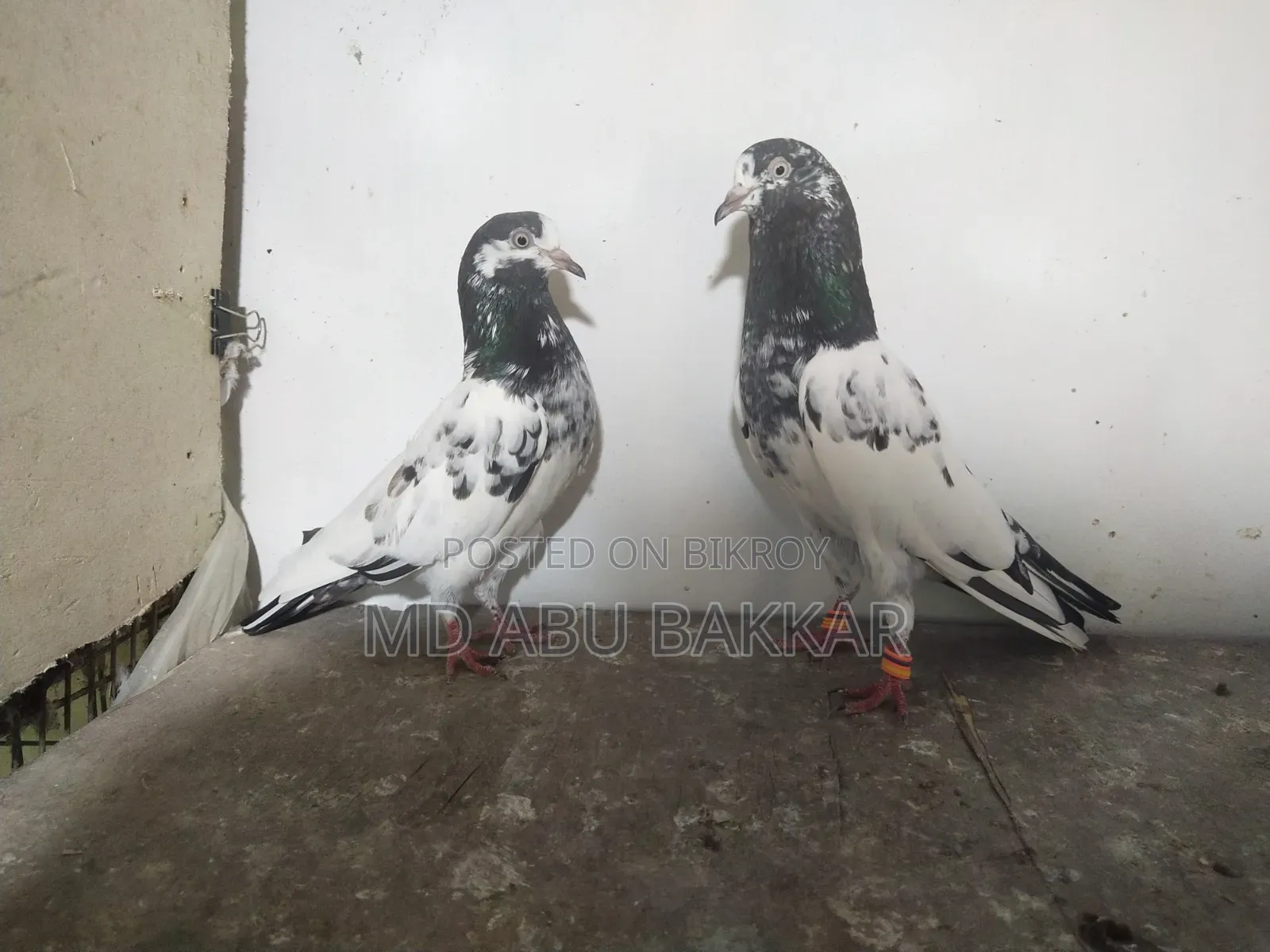 Teddy 128 Pigeon
