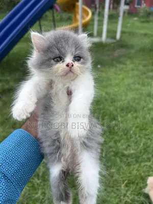 1-3 Months Male Purebred Persian