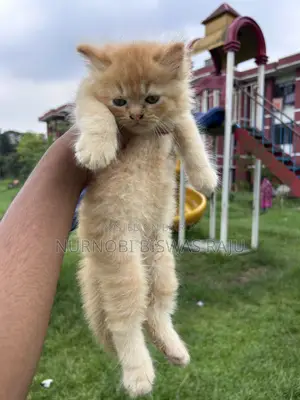 1-3 Months Male Purebred Persian