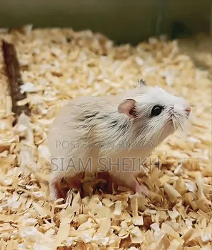 Very Low Price Roborovski Hamster