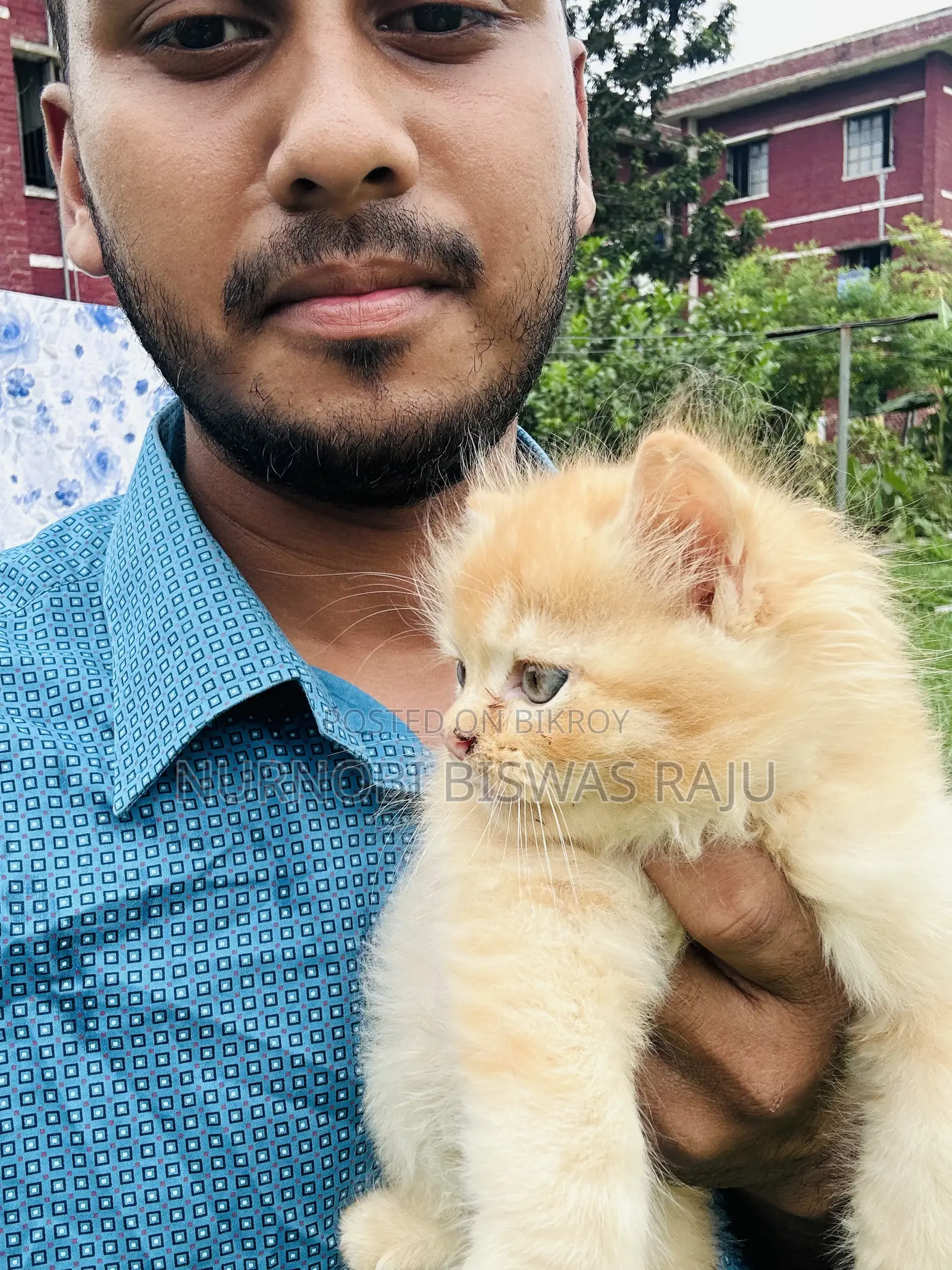 1-3 Months Male Purebred Persian