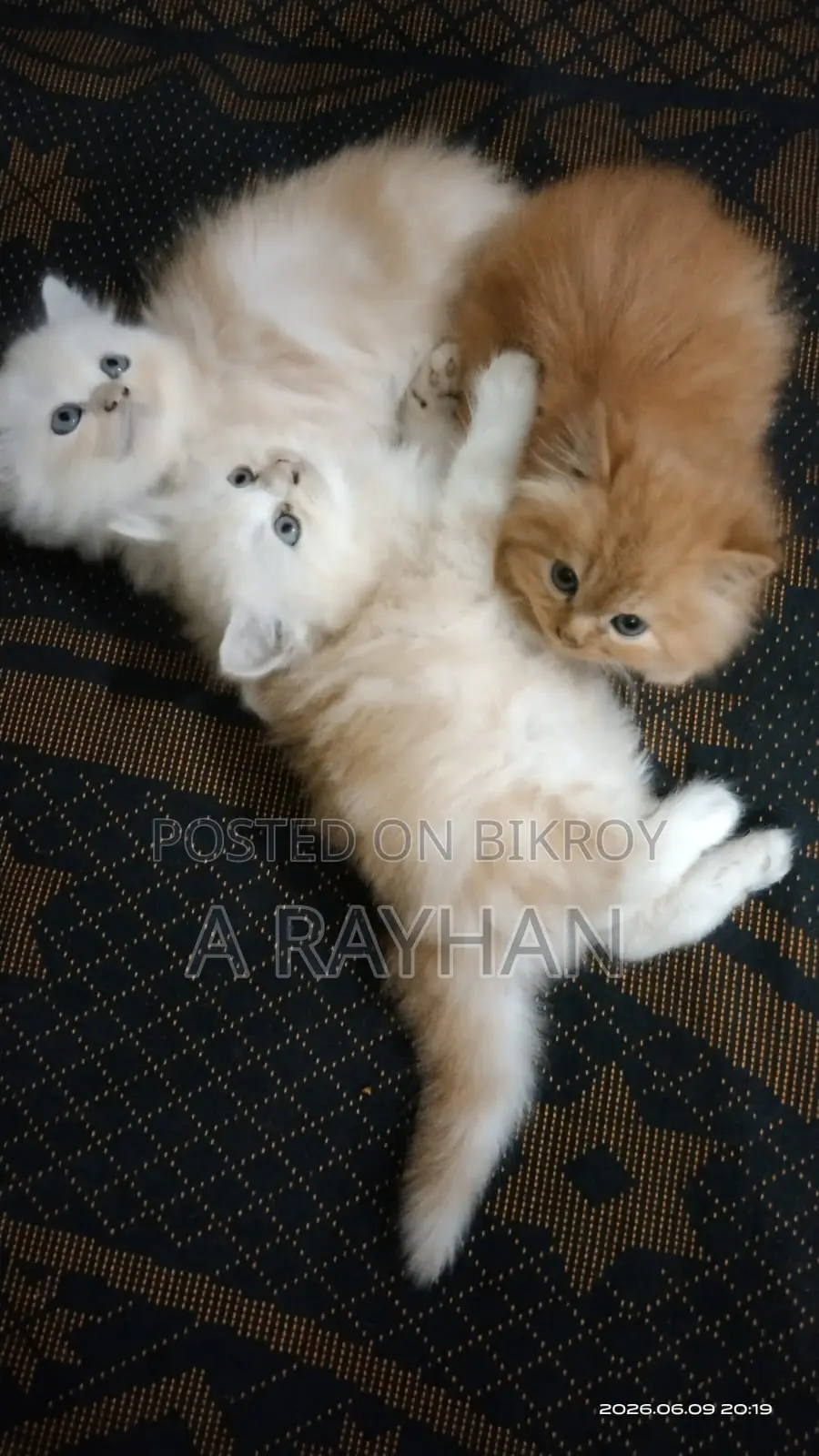 1-3 Months Female Purebred Persian