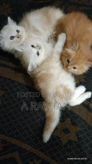 1-3 Months Female Purebred Persian