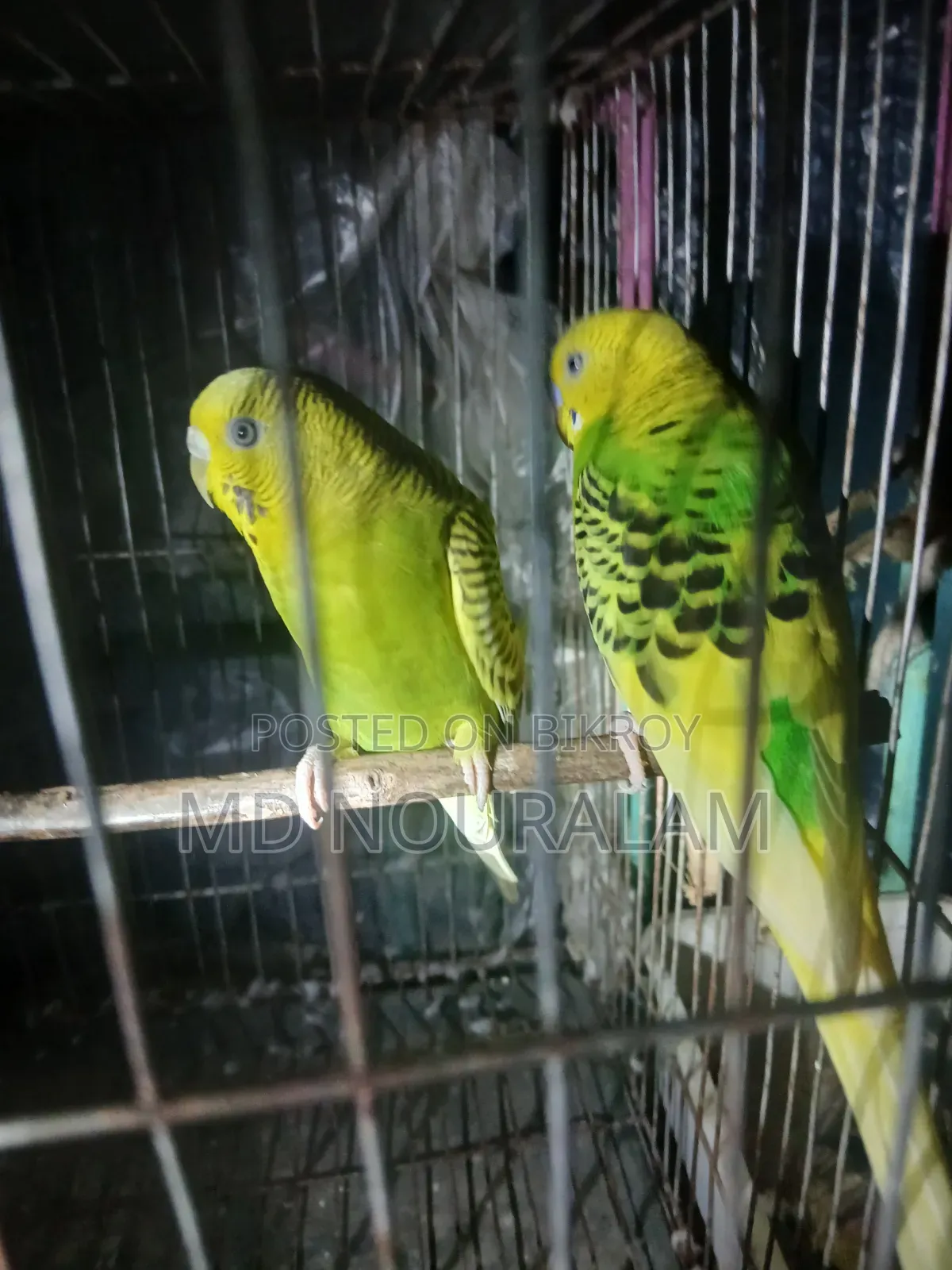 Classic Budgerigar Bird