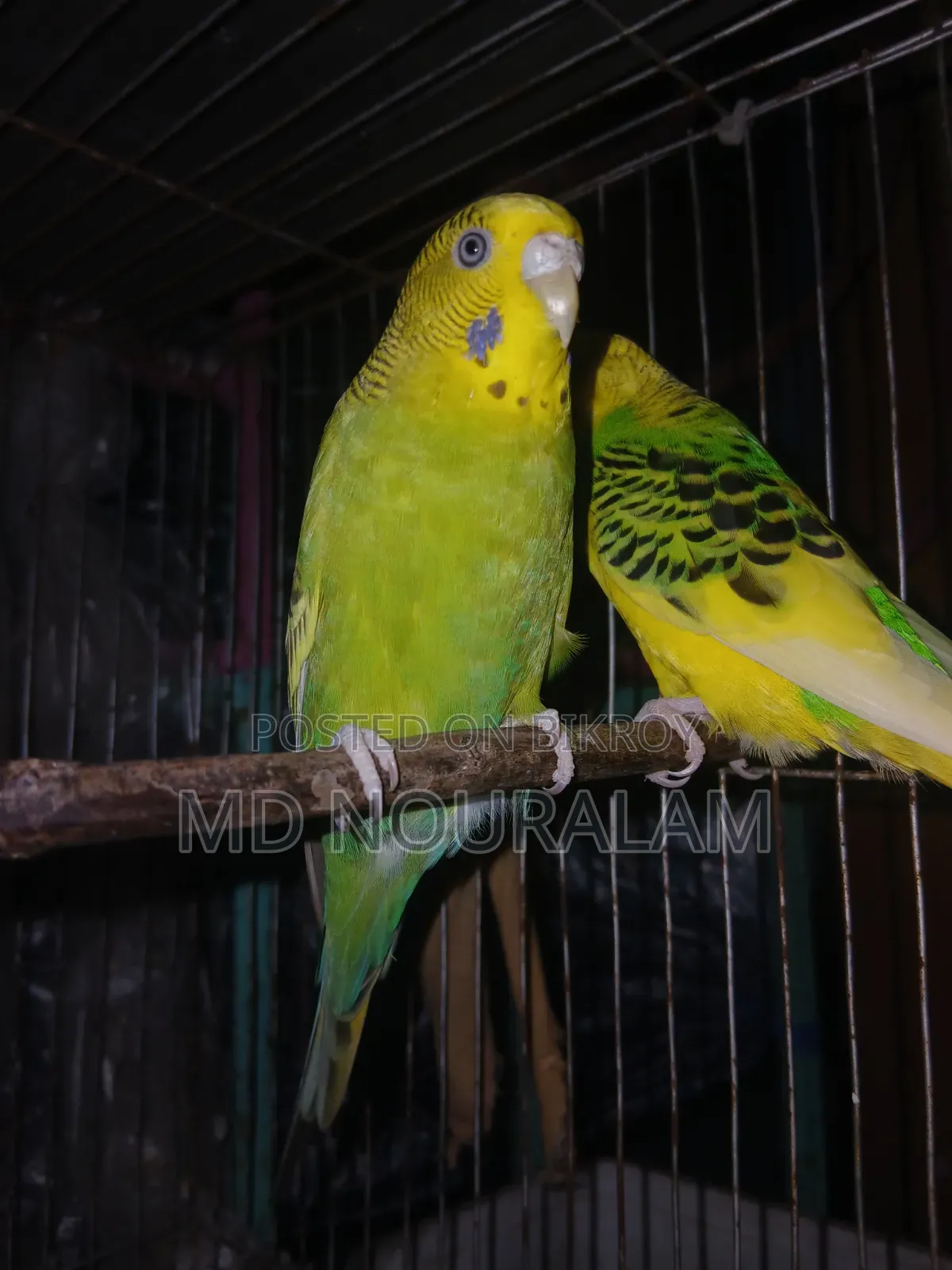 Classic Budgerigar Bird