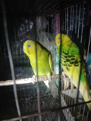 Classic Budgerigar Bird