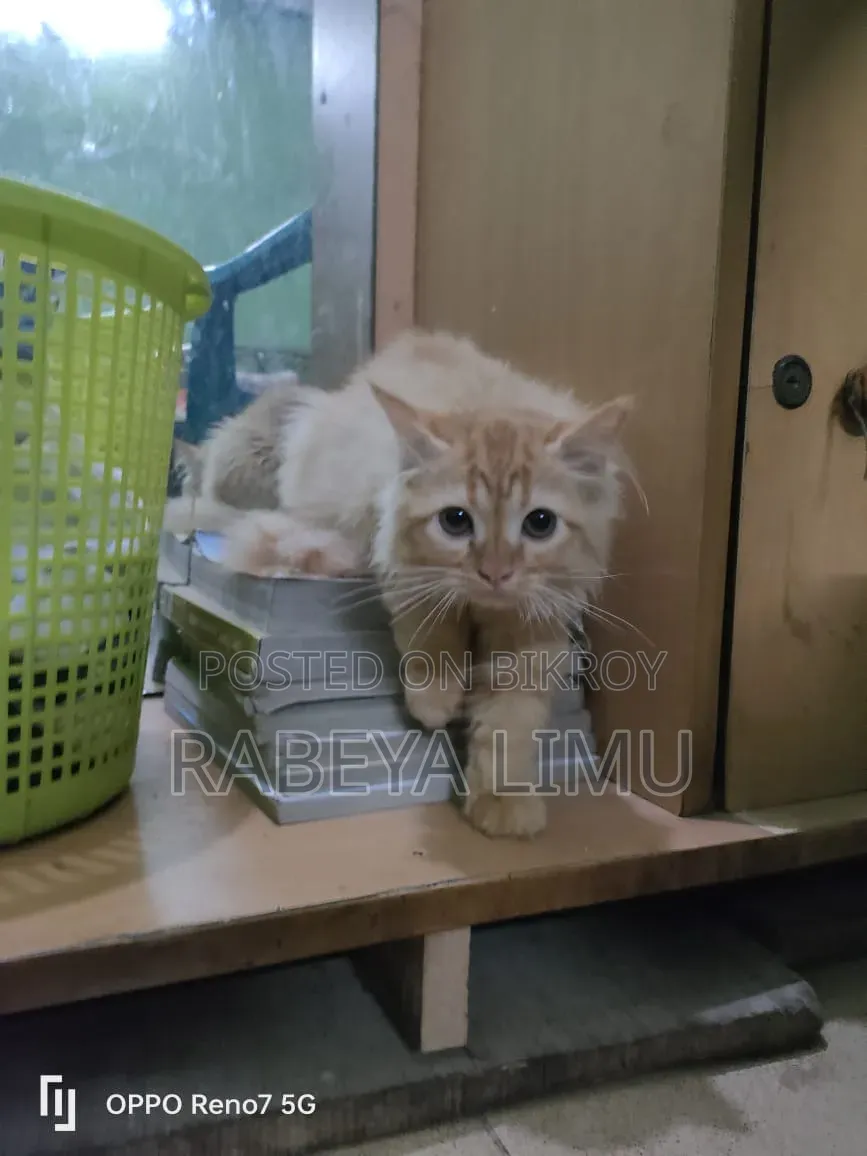 1-3 Months Male Purebred Persian