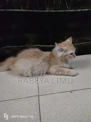 1-3 Months Male Purebred Persian
