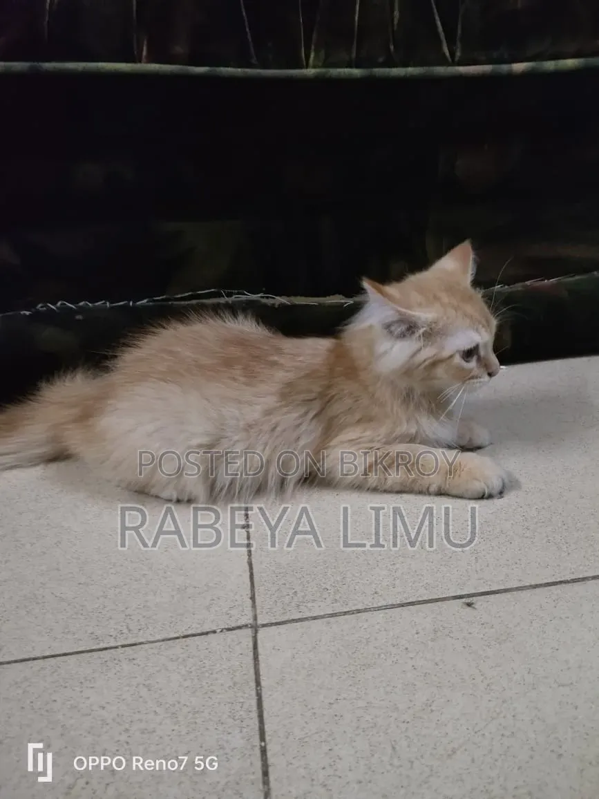 1-3 Months Male Purebred Persian