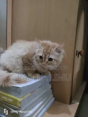 1-3 Months Male Purebred Persian