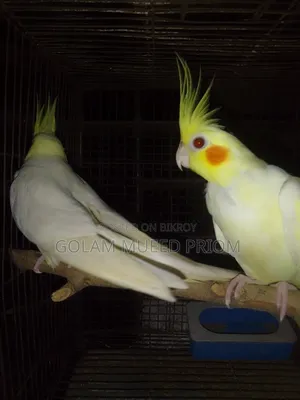 Cockatiel Pair