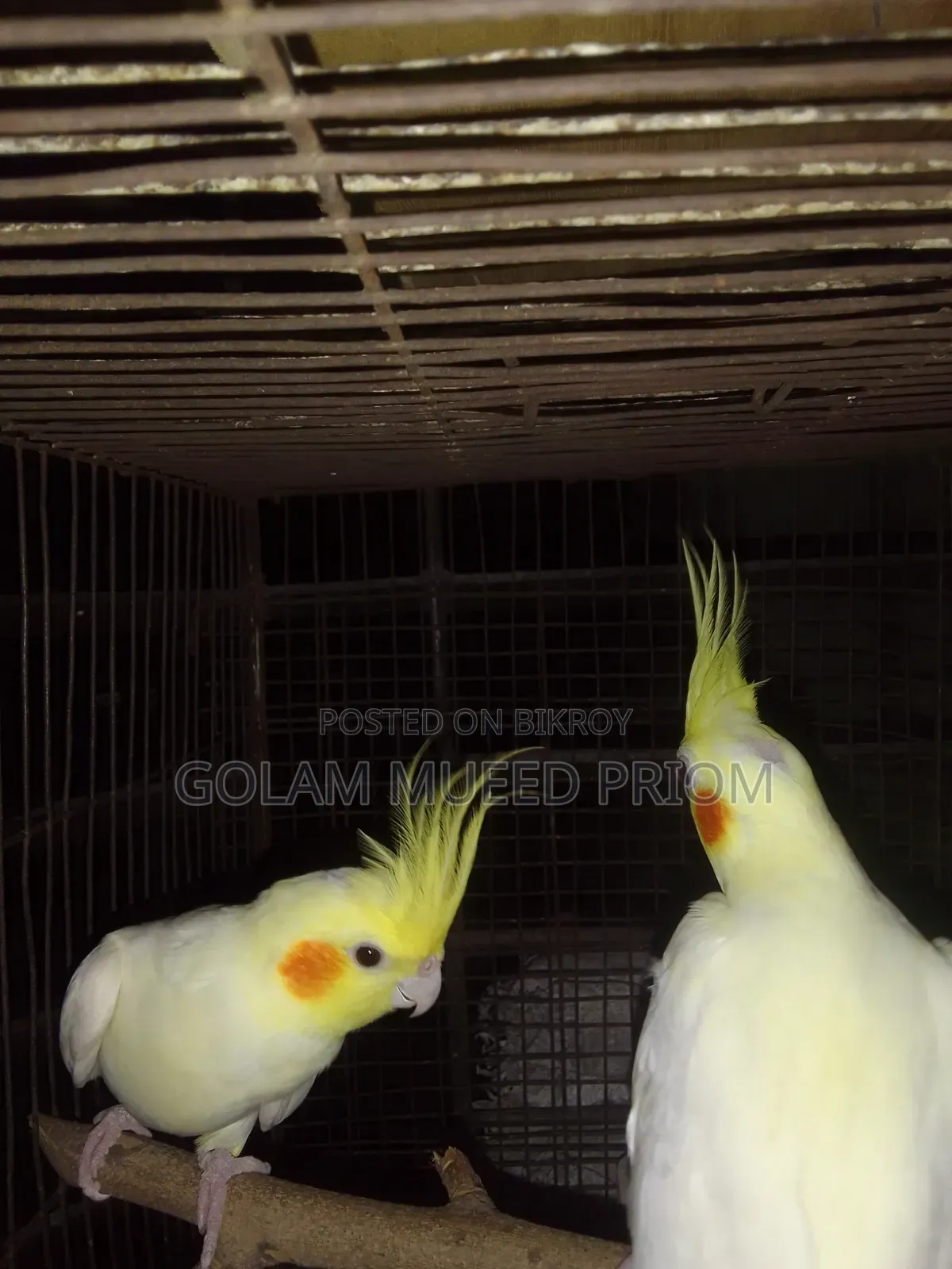 Cockatiel Pair