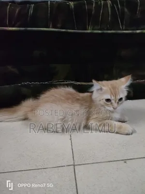 1-3 Months Female Purebred Persian