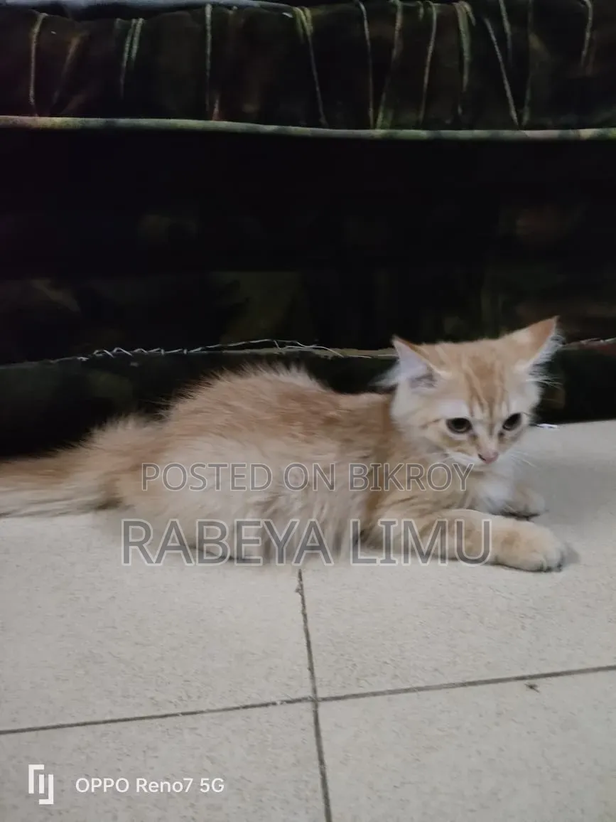 1-3 Months Female Purebred Persian
