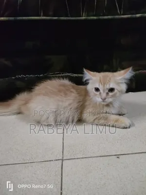 1-3 Months Female Purebred Persian