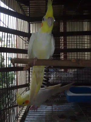 Cockatiel Pair