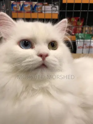 6-12 Months Male Purebred Persian
