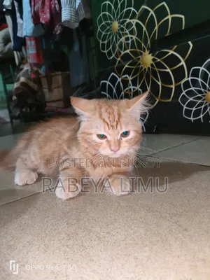 1-3 Months Female Purebred Persian