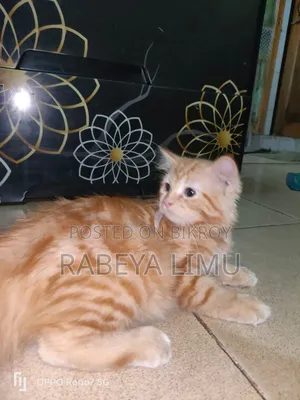 1-3 Months Female Purebred Persian