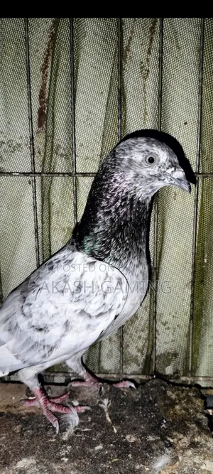 Male pigeon for sale