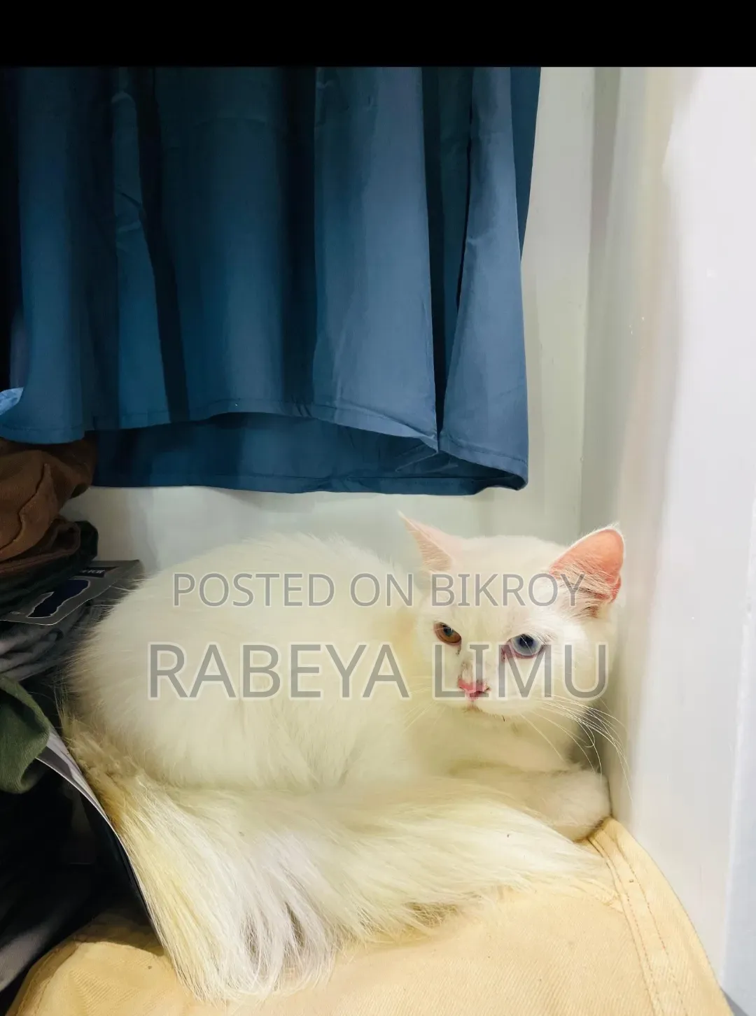 6-12 Months Female Purebred Persian