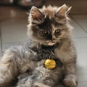 3-6 Months Female Purebred Persian Cat