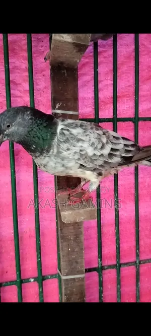 Female Pigeon Large Size