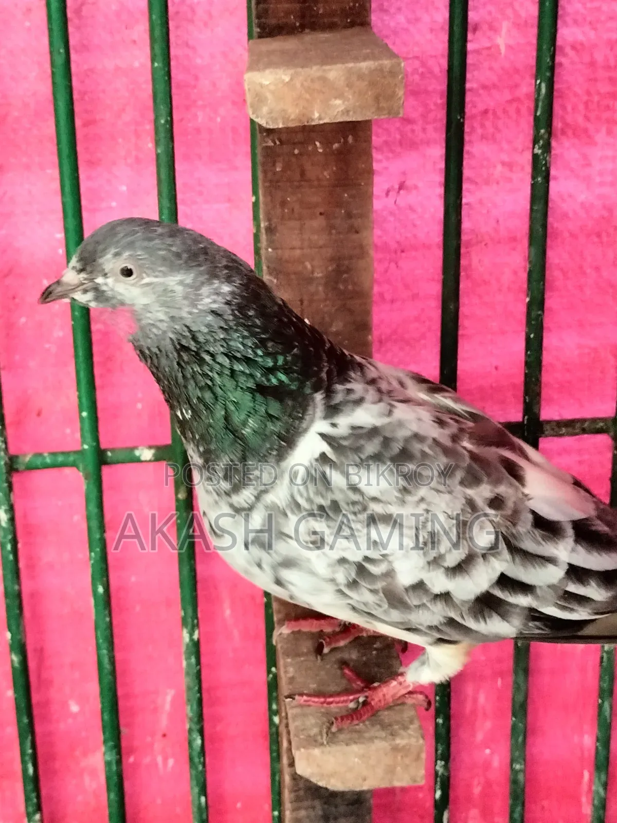 Female Pigeon Large Size