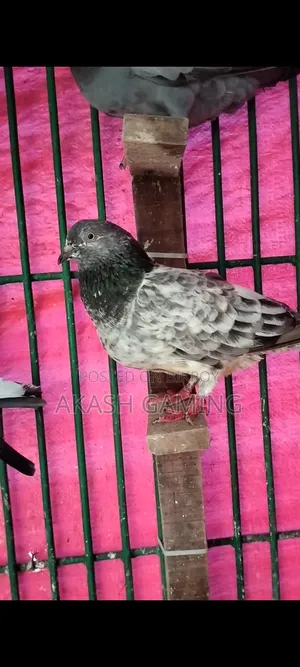 Female Pigeon Large Size